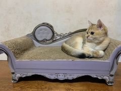 -美联众合动物医院·24h京西诊疗中心