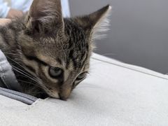 -关爱宠物医院·猫科中心·消化科(滨湖万达分院)