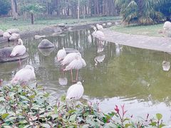 -顾村公园