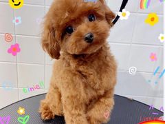 -Oh My Dog宠物沙龙(伊珊娜皮毛护理店)