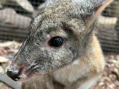 -费瑟代尔野生动物园