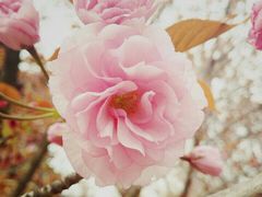 -樱花国际日语(徐家汇中心)