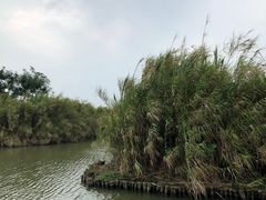 -大湾区中央湿地公园