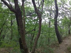 -小田乌鱼排(济宁总店)