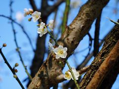 -荔枝公园(福田区)