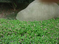 android_upload_pic-逍遥津公园