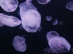 -太平洋海底世界