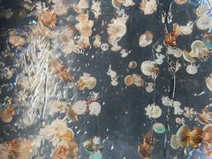 -深圳野生动物园
