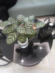 -苗医生草本科技祛痘