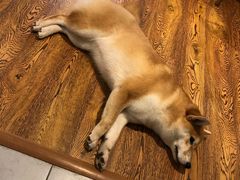 -柴务处·柴犬主题狗咖