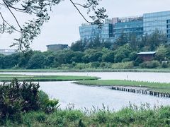 -华侨城湿地公园