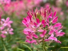 -花开海上生态园