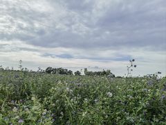 -汉长安城未央宫国家考古遗址公园