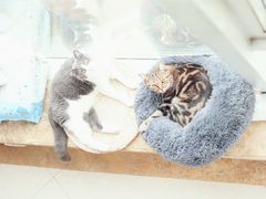 -Catmate·猫肥家润(金润铂宫店)