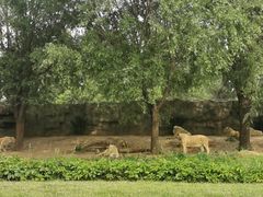 -北京野生动物园