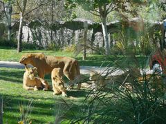 -北京野生动物园