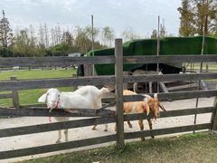 -前小桔亲子创意农场·草莓采摘·露营烧烤