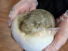 -肆月河豚·新淮扬(金融街店)