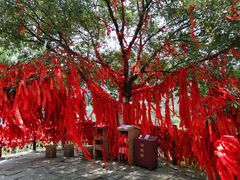 -玉石林风景区