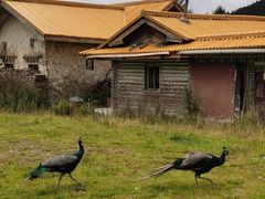 -康坞大寺
