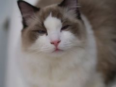 -糯米喵星人·撸猫猫舍咖啡馆(西市场嘉华店)