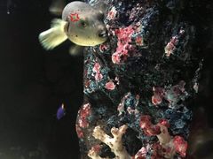-暹罗海洋世界