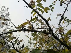-洛阳市隋唐城遗址植物园