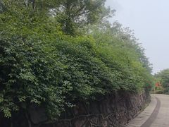 -巢湖姥山岛