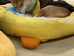-逗柴咖啡屋·狗咖猫咖宠物桌游