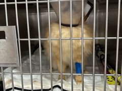 -博特宠物医院24h犬猫全科.骨科·异宠