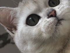 -美联众合动物医院(·中兽医·疑难杂症·严家桥分院)