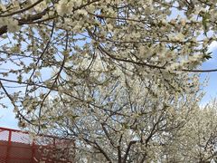 -永定河休闲森林公园