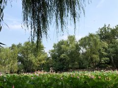 -莲湖公园