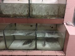 -荣兴河鲜楼(江口店)
