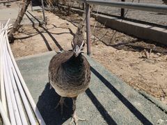 -新疆天山野生动物园