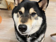 -柴迷FANS CLUB·柴犬狗咖·猫咖