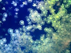 -海合安武汉极地海洋公园
