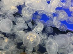 -芜湖新华联大白鲸海洋公园