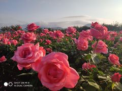 -亚龙湾国际玫瑰谷