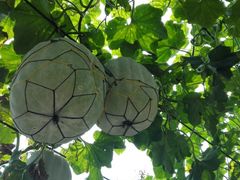 -东方巨龟苑景区