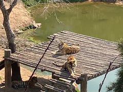 -西霞口神雕山野生动物世界