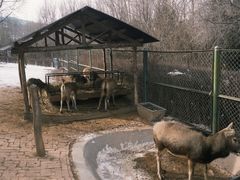 -青藏高原野生动物园