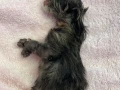 -爱侣宠医·鹦鹉专科·小型哺乳类·异宠专科(灵石路店)