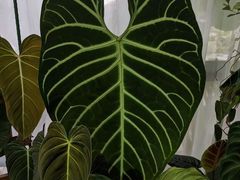 -Rabbit Cafe私房西餐甜点咖啡(栖霞路店)