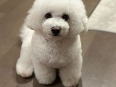 -帕帕拉兹宠物(亚洲旗舰店)