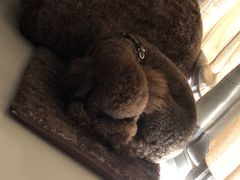 -创凡宠物医院·骨专科  猫科中心(西乡分院)