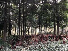 -十九路军淞沪抗日阵亡将士陵园