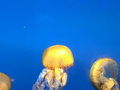 -太平洋海底世界