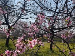 -天适樱花悠乐园