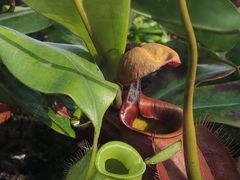 -国家植物园南园